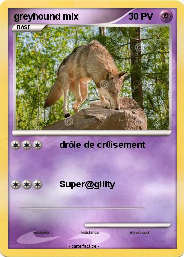 Pokemon greyhound mix