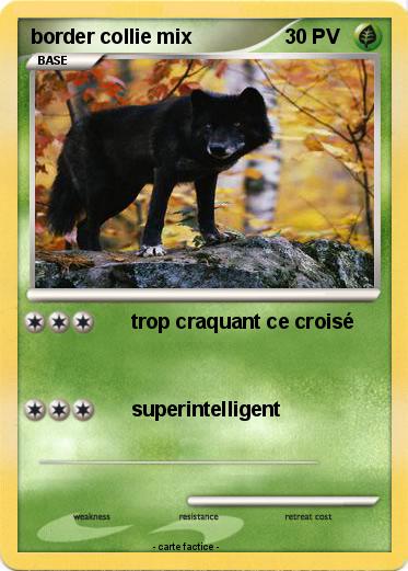 Pokemon border collie mix