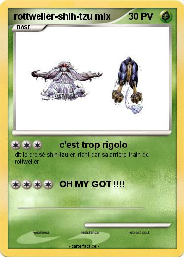 Pokemon rottweiler-shih-tzu mix
