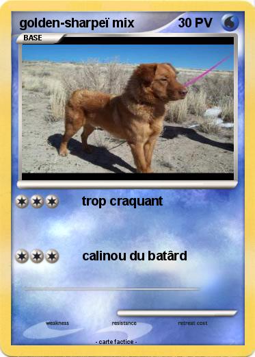 Pokemon golden-sharpeï mix
