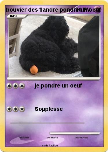 Pokemon bouvier des flandre pondre un oeuf