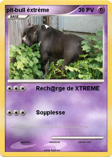 Pokemon pit-bull éxtrème