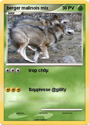 Pokemon berger malinois mix