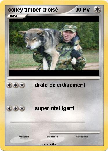 Pokemon colley timber croisé