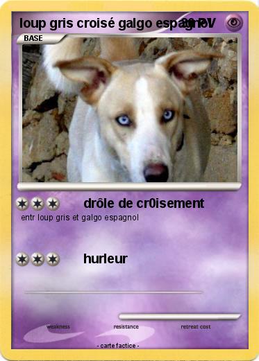 Pokemon loup gris croisé galgo espagnol