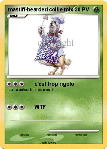 Pokemon mastiff-bearded collie mix