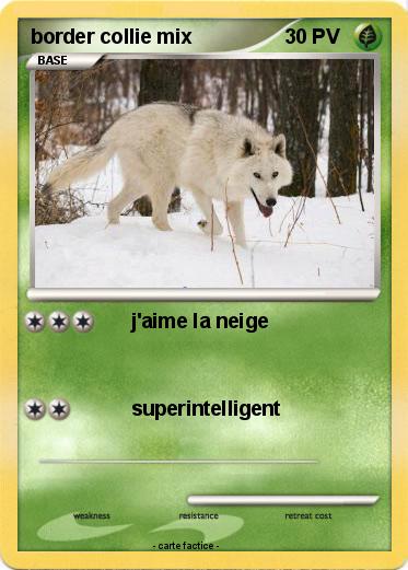 Pokemon border collie mix