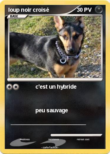 Pokemon loup noir croisé