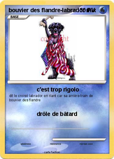 Pokemon bouvier des flandre-labrador mix