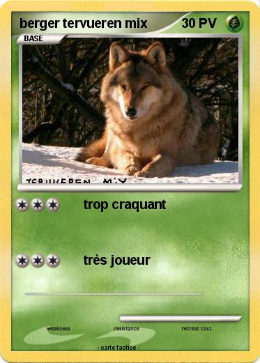 Pokemon berger tervueren mix