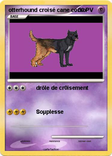 Pokemon otterhound croisé cane corso