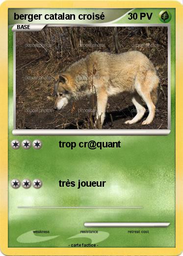 Pokemon berger catalan croisé