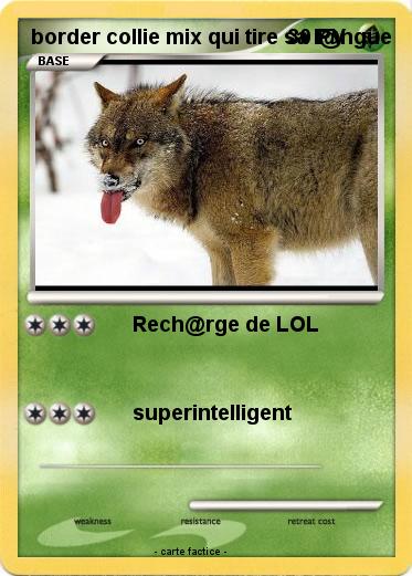 Pokemon border collie mix qui tire sa l@ngue
