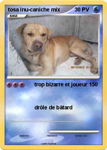 Pokemon tosa inu-caniche mix