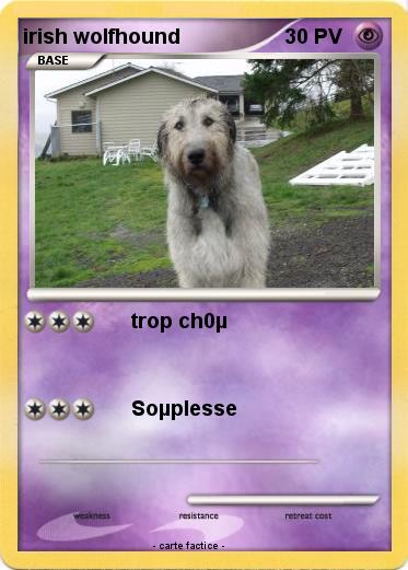 Pokemon irish wolfhound
