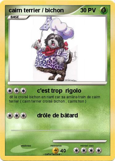Pokemon cairn terrier / bichon