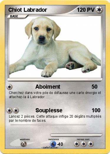 Pokemon Chiot Labrador