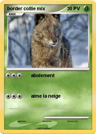 Pokemon border collie mix