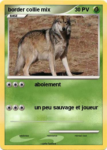 Pokemon border collie mix