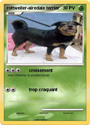 Pokemon rottweiler-airedale terrier