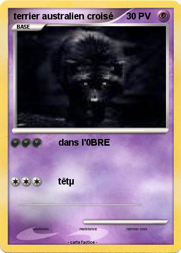 Pokemon terrier australien croisé