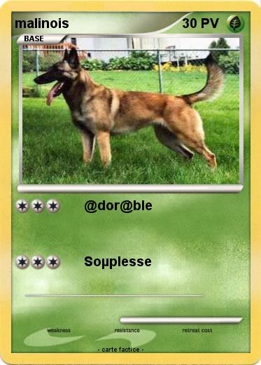 Pokemon malinois
