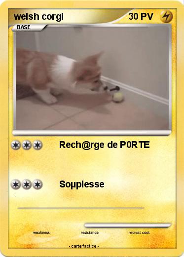Pokemon welsh corgi