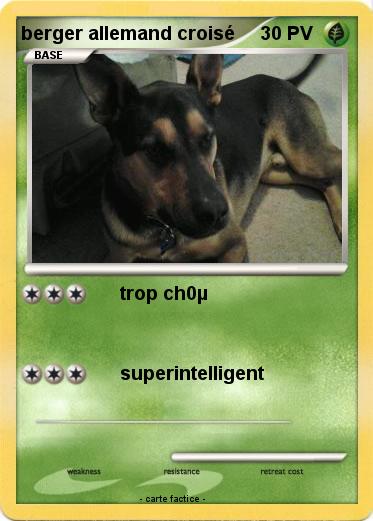 Pokemon berger allemand croisé