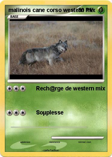 Pokemon malinois cane corso western mix