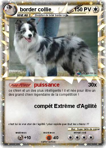 Pokemon border collie