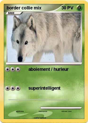 Pokemon border collie mix