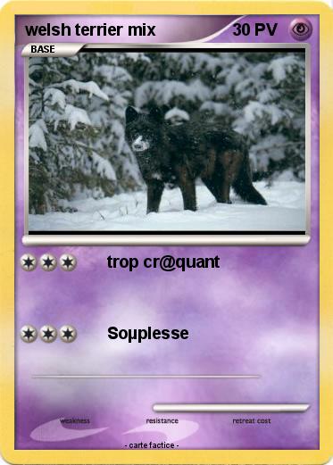 Pokemon welsh terrier mix