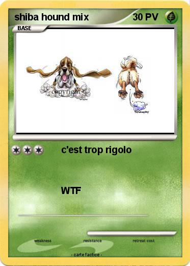 Pokemon shiba hound mix