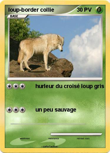 Pokemon loup-border collie