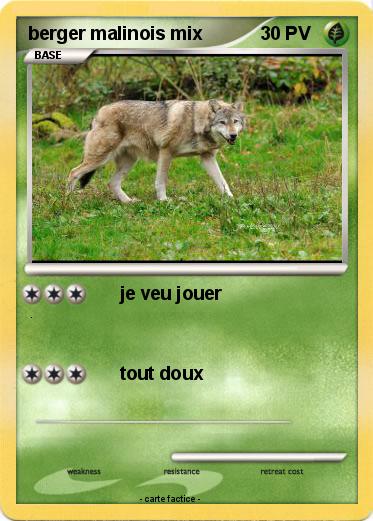Pokemon berger malinois mix