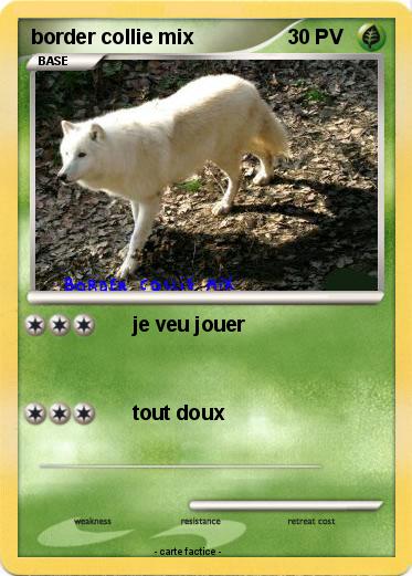 Pokemon border collie mix