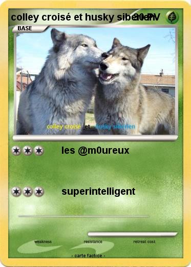 Pokemon colley croisé et husky siberien