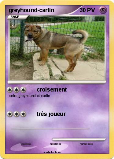 Pokemon greyhound-carlin