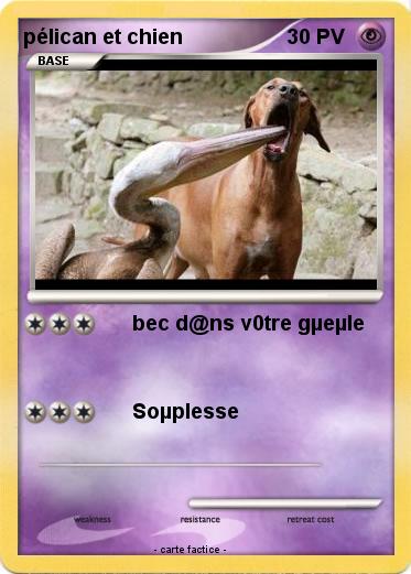 Pokemon pélican et chien