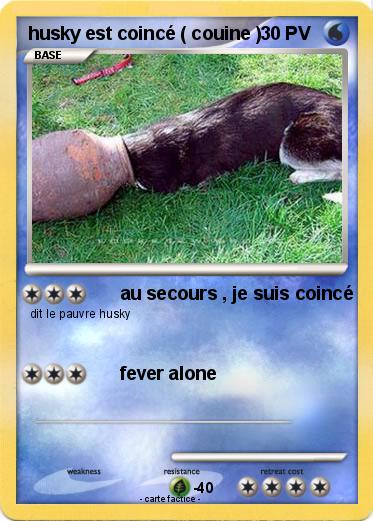 Pokemon husky est coincé ( couine )