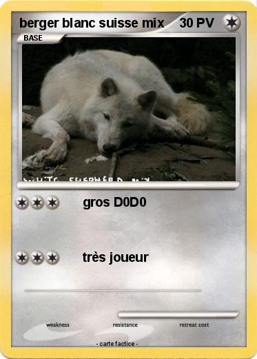 Pokemon berger blanc suisse mix