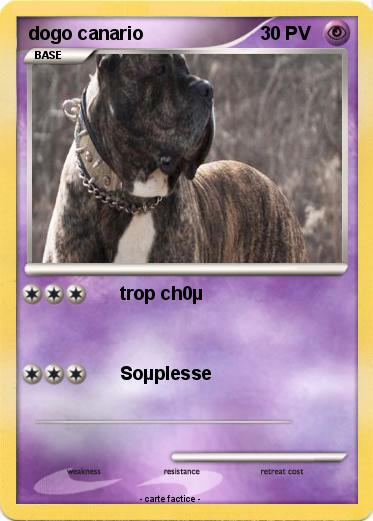 Pokemon dogo canario