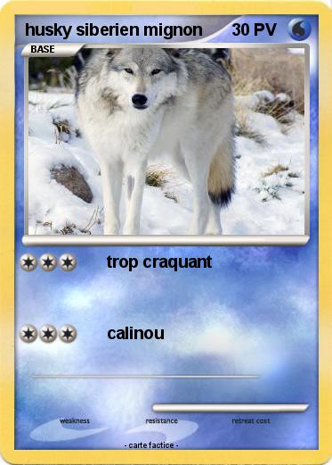 Pokemon husky siberien mignon
