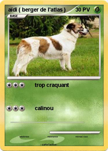 Pokemon aïdi ( berger de l'atlas )