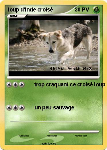 Pokemon loup d'Inde croisé