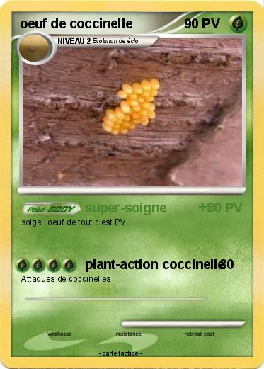 Pokemon oeuf de coccinelle