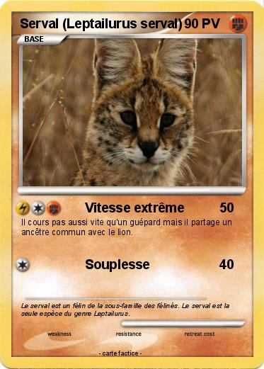 Pokemon Serval (Leptailurus serval)