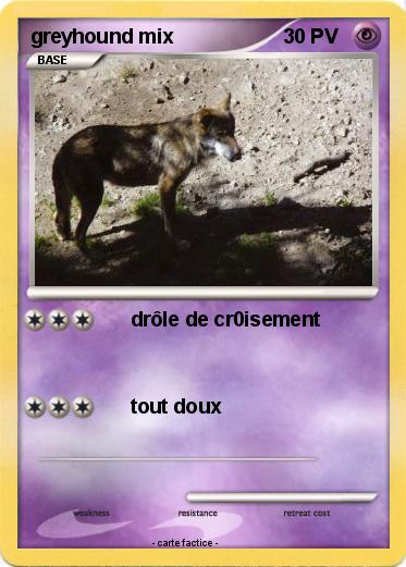 Pokemon greyhound mix