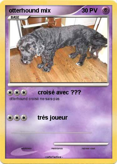 Pokemon otterhound mix