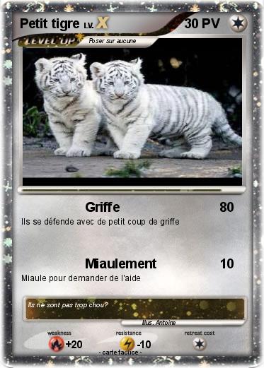 Pokemon Petit tigre